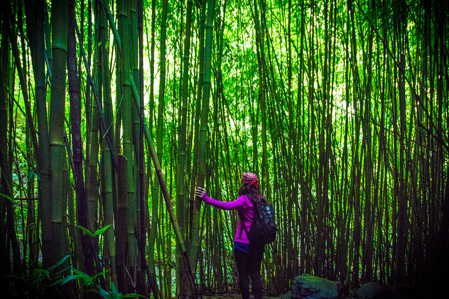 Cheryl-Sindell-Article-Photo-walking-in-bamboo-forest